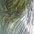 100_2954.JPG